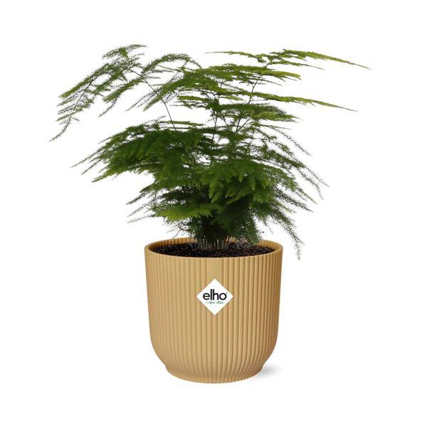 Feder-Spargel - Asparagus Setaceus 'Plumosus' - Zimmerpflanze + Topf Vibes Fold 14cm Gelb