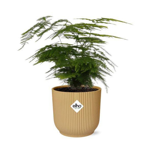 Feder-Spargel - Asparagus Setaceus 'Plumosus' - Zimmerpflanze + Topf Vibes Fold 14cm Gelb