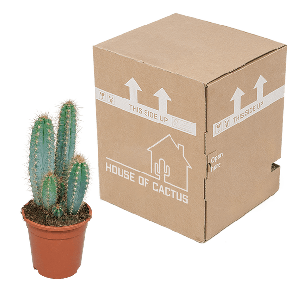Säulenkaktus - Pilosocereus azureus - 17cm - Kaktus