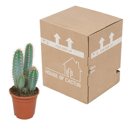 Säulenkaktus - Pilosocereus azureus - 17cm - Kaktus