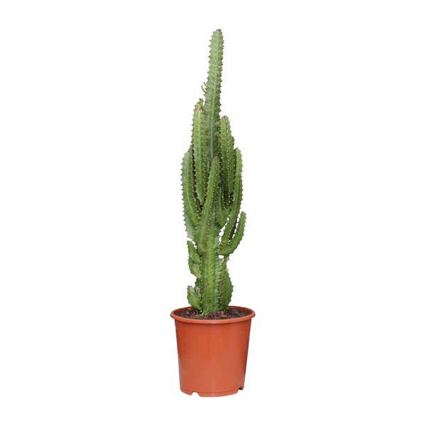 Dreikantige Wolfsmilch - Euphorbia Trigona - Zimmerpflanze - Ø17cm - ↕70cm