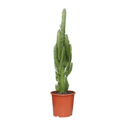 Dreikantige Wolfsmilch - Euphorbia Trigona - Zimmerpflanze - Ø17cm - ↕70cm