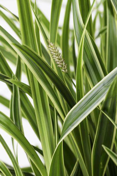 Japan-Segge - Carex morrowii 'Icedance' - ↨30cm - Ø14cm - 3 Stück