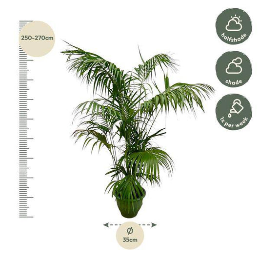 Kentia-Palme – Howea forsteriana – Zimmerpflanze 260cm – Ø35cm – XXL-Palme mit eleganten dunkelgrünen Wedeln – Exklusive Kübelpflanze für Wohnzimmer, Büro & Wintergarten – Pflegeleicht 