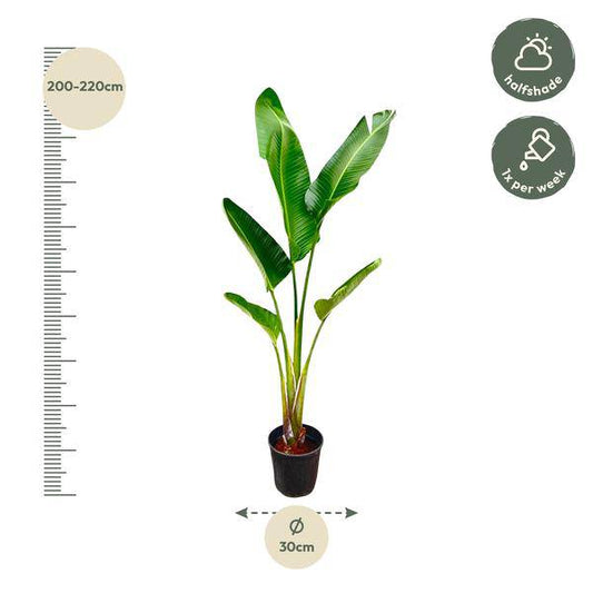 Baum-Strelitzie - Strelitzia Augusta - Zimmerpflanze - 210cm - ø30cm