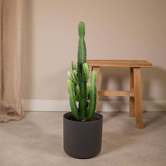 Euphorbia Acrurensis - Ø24cm - ↕60cm - Oasis of Life
