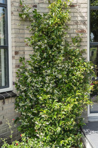 Sternjasmin - Trachelospermum 'Star of Venice' - Toskanischer Jasmin Weiß - Ø15cm - ↕65cm