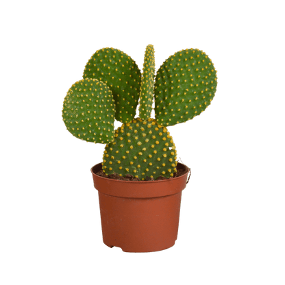 Hasenohrenkaktus - Opuntia microdasys - Zimmerpflanze - Sukkulente - 12cm