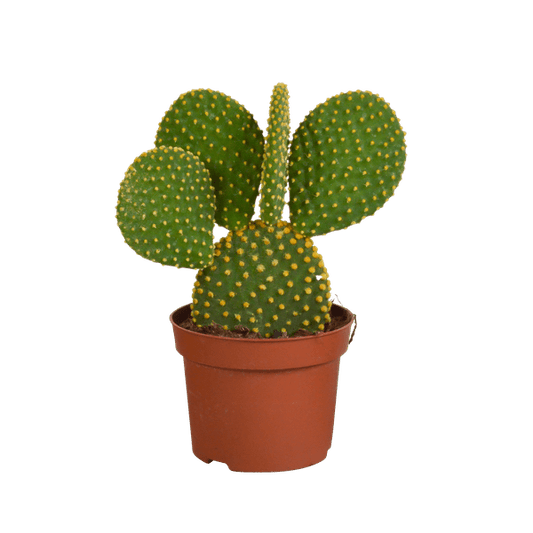 Hasenohrenkaktus - Opuntia microdasys - Zimmerpflanze - Sukkulente - 12cm 