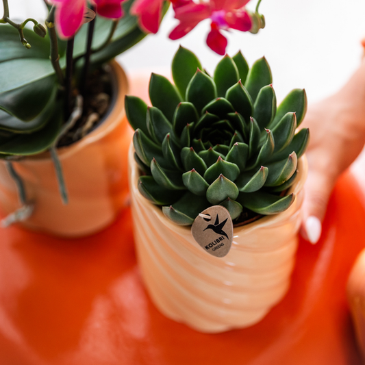 Sukkulente Echeveria Miranda – Grüne Zimmerpflanze – Rosettenform – Ø9cm – Pflegeleicht & Dekorativ