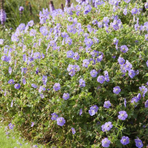 Storchschnabel Geranium Rozanne – Bodendecker & langlebige Blüherin – Ø9cm – ↕10-25cm – 20 Pflanzen – robust & pflegeleicht