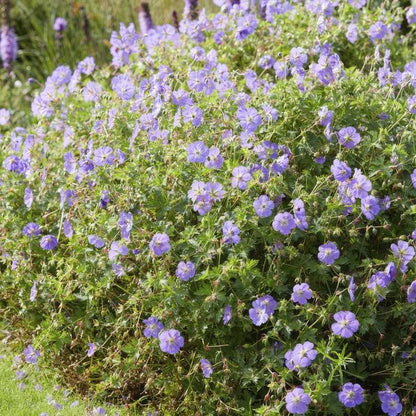 Storchschnabel Geranium Rozanne – Bodendecker & langlebige Blüherin – Ø9cm – ↕10-25cm – 20 Pflanzen – robust & pflegeleicht