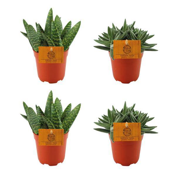2x Aloe Paradisicum + 2x Crassula Tenelli - Zimmerpflanze - Ø10.5cm - ↕10cm