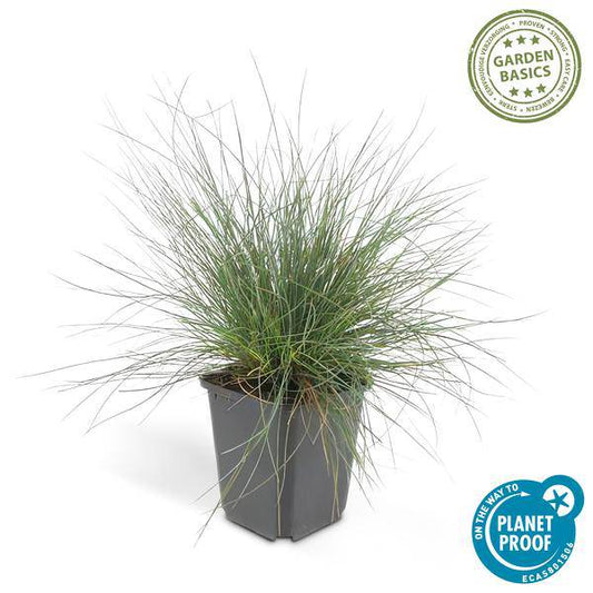 Blau-Schwingel - Festuca glauca 'Elijah Blue' - ↕10-25cm - Ø9cm - 6 Stück