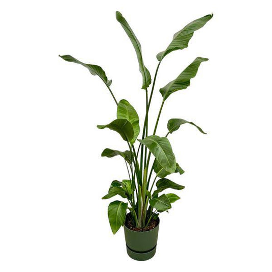 Strelitzia Nicolai – Baum-Strelitzie – Zimmerpflanze ca. 180cm – ø30cm – inkl. Pflanzgefäß Greenville Grün – Weißer Paradiesvogel – Tropische XL-Pflanze für Wohnzimmer, Büro & Wintergarten 