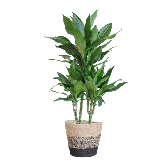 Dracaena Janet Lind 95cm – Drachenbaum Zimmerpflanze Ø21cm – pflegeleichte luftreinigende Pflanze mit Jutekorb Lissabon Schwarz – dekorative grüne Zimmerpflanze für Wohnzimmer & Büro 