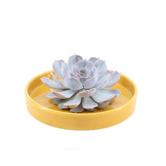 Sukkulente - Echeveria Lilacina in Schale 'Gelb' - Zimmerpflanze - Ø20 cm - ↕5 cm 