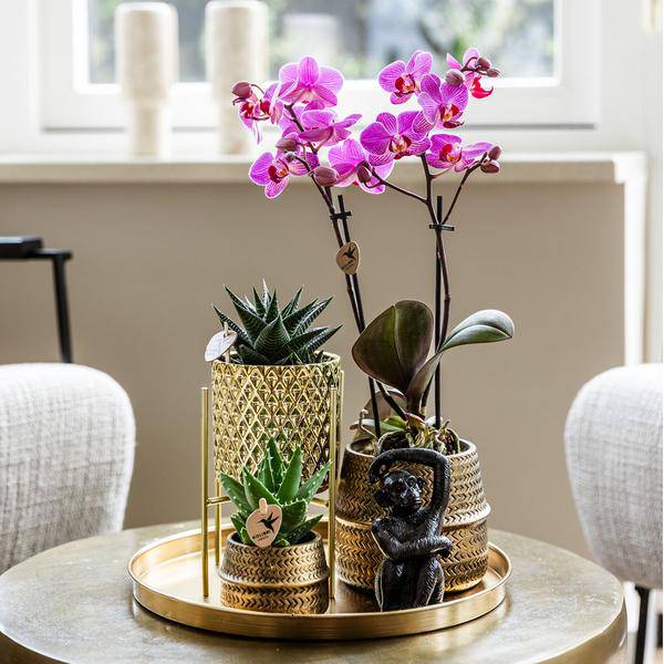 Komplettes Pflanzenset Hotel Chic - flieder | Grünpflanzen mit fliederfarbener Phalaenopsis-Orchidee inkl. Keramik-Ziertöpfe und Zubehör - Oasis of Life