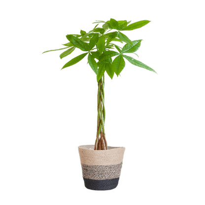 Pachira Aquatica - Glückskastanie - Zimmerpflanze - ↕80cm - Ø21cm + Korb Lissabon Schwarz
