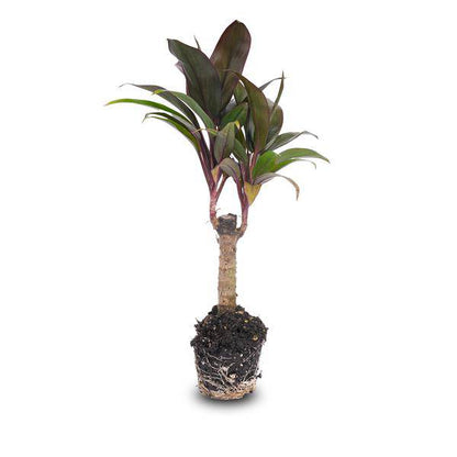Mini-Palme - Keulenlilie - Cordyline fruticosa 'Purple Compacta' - Terrarienpflanze - Topfgröße 6