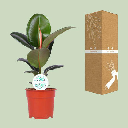 Gummibaum - Ficus Elastica Robusta - Zimmerpflanze - Ø17cm - ↕55cm 