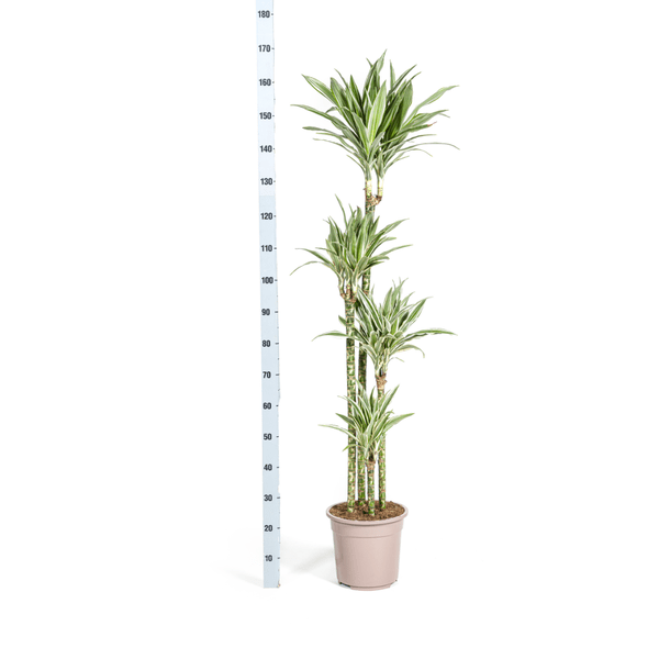 Dracaena Deremensis Weißer Streifen Ø27cm - ↕180cm - Oasis of Life