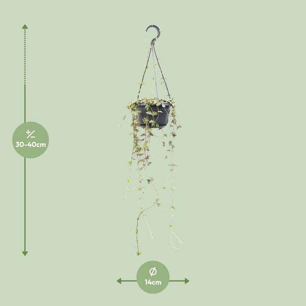Ceropegia Linearis Remy – String of Hearts – Ø14cm – ↕38cm – Hängende Sukkulente mit herzförmigen Blättern – Luftreinigend & pflegeleicht – Für Innenräume & halbschattige Plätze 