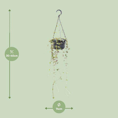 Ceropegia Linearis Remy – String of Hearts – Ø14cm – ↕38cm – Hängende Sukkulente mit herzförmigen Blättern – Luftreinigend & pflegeleicht – Für Innenräume & halbschattige Plätze 