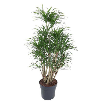 Drachenbaum – Dracaena Anita 160cm – Ø31cm – Verzweigte Zimmerpflanze mit schmalen grünen Blättern – Pflegeleichte Grünpflanze für Wohnzimmer, Büro & Wintergarten 