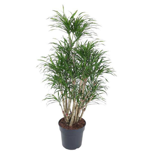 Drachenbaum – Dracaena Anita 160cm – Ø31cm – Verzweigte Zimmerpflanze mit schmalen grünen Blättern – Pflegeleichte Grünpflanze für Wohnzimmer, Büro & Wintergarten 