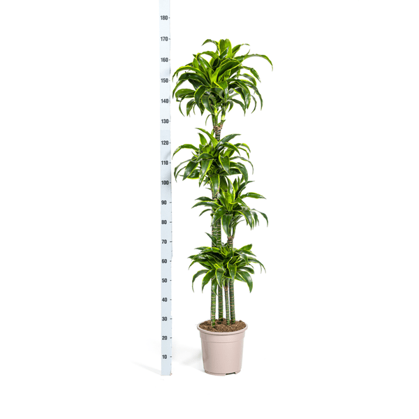 Dracaena Deremensis Dorado Ø27cm - ↕180cm - Oasis of Life