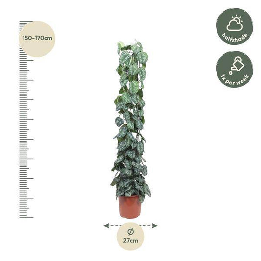 Efeutute – Scindapsus Pictus Trebie – Zimmerpflanze – 160cm – Ø27cm – pflegeleichte Kletterpflanze mit silber gemusterten Blättern 