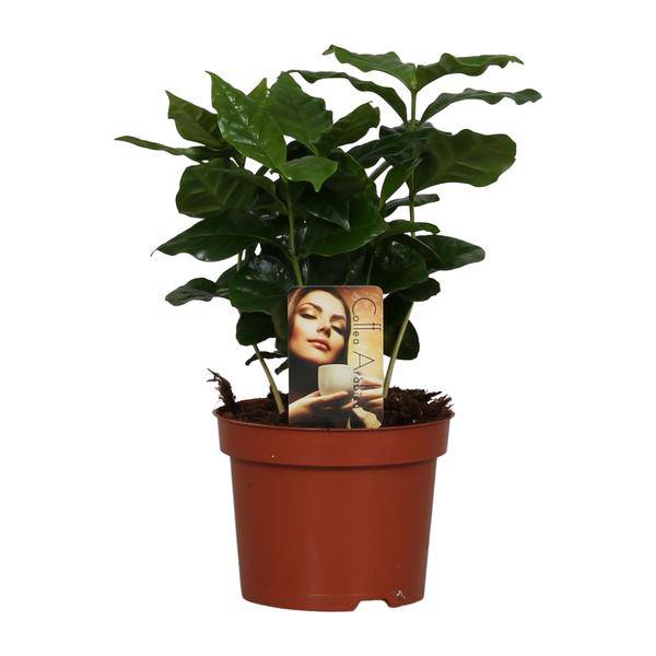 Coffea Arabica - Ø12cm - ↕25cm - Oasis of Life