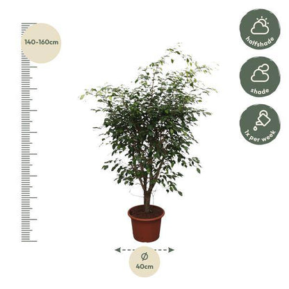 Bikenfeige - Ficus Benjamina Exotica - Zimmerpflanze - 150cm - ø40cm