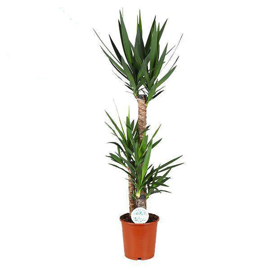 Palmlilie Yucca – Große Zimmerpflanze Ø24 cm – 125 cm hoch – Pflegeleicht & Robust – Ideal für Wohnzimmer & Büro 