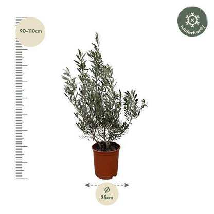 Olivenbaum - Olea Europaea Strauch - 100cm- Ø25cm