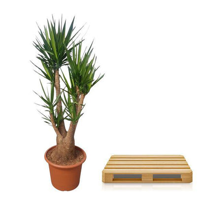 Riesen-Palmlilie - Yucca Elephantipes - Zimmerpflanze - 190cm - ø55cm