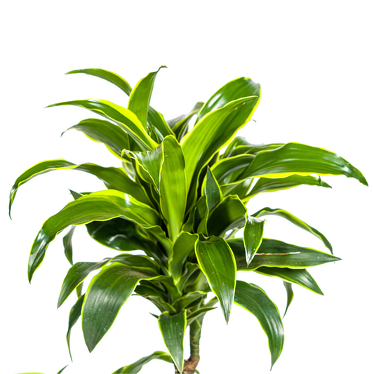 Dracaena Deremensis Dorado – Drachenbaum – Zimmerpflanze – Ø21cm – Höhe 100–120cm – Dunkelgrüne Blätter mit gelbem Rand – Pflegeleicht & dekorativ 