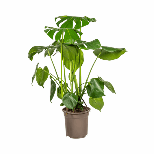 Monstera Deliciosa Tauerii – Fensterblatt – Ø21cm – ↕70-90cm – Beliebte Zimmerpflanze mit dekorativen Blättern – Pflegeleicht & luftreinigend 