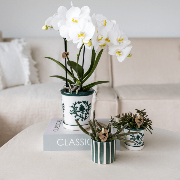 Malaga Topf - Grün - Ø6cm 