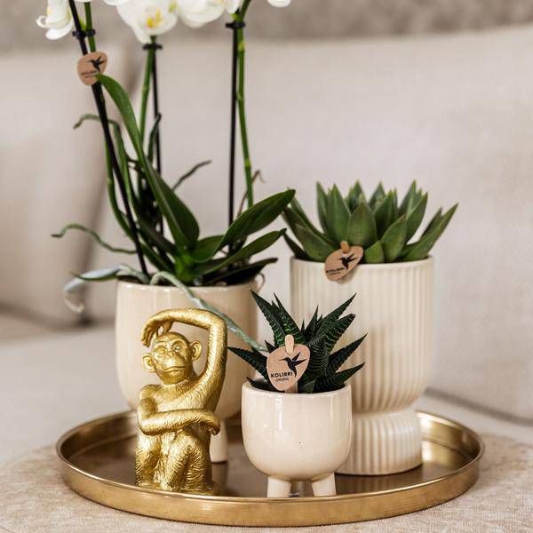 Komplettes Pflanzenset Luxury Living | Grünpflanzen mit weißer Phalaenopsis-Orchidee inkl. Keramik-Ziertöpfe und Zubehör - Oasis of Life
