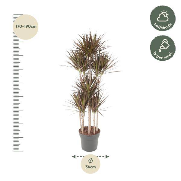 Drachenbaum - Dracaena Magenta Karussell - Zimmerpflanze - 180cm - ø34cm