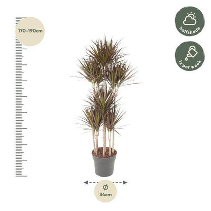 Drachenbaum - Dracaena Magenta Karussell - Zimmerpflanze - 180cm - ø34cm