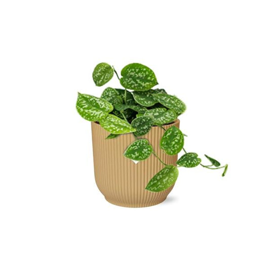 Efeutute - Scindapsus Pictus 'Argyraeus' - Zimmerpflanze + Topf Vibes Falten 14cm Gelb
