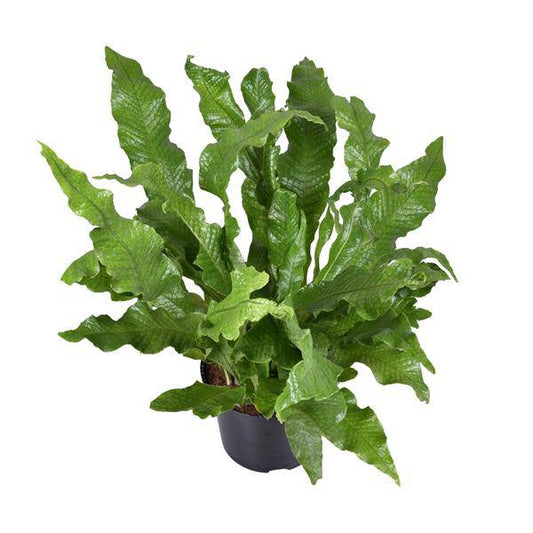 Känguru-Farn - Microsorum Diversifolium - Zimmerpflanze - Ø23cm - ↕60cm 