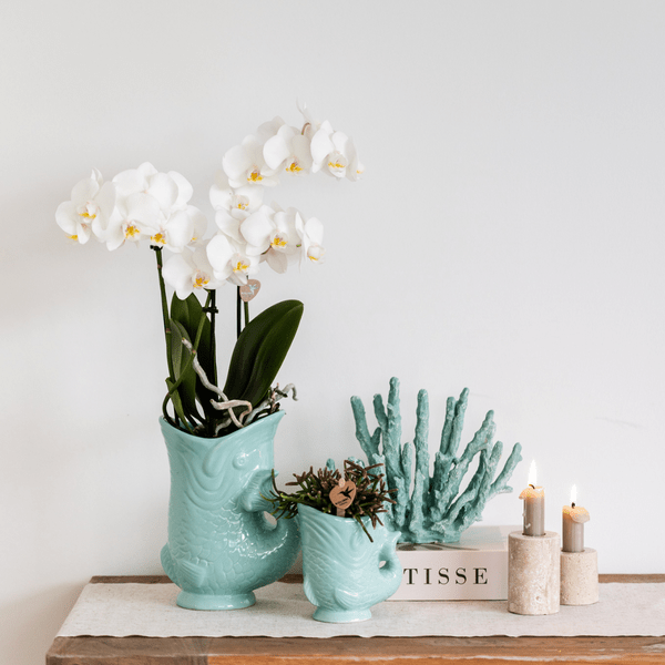 Phalaenopsis Orchidee Amabilis Weiß Ø9cm & Sukkulente Crassula Hobbit Ø6cm - Zimmerpflanze - Pflanzset + türkisfarbener Keramik-Ziertöpfe