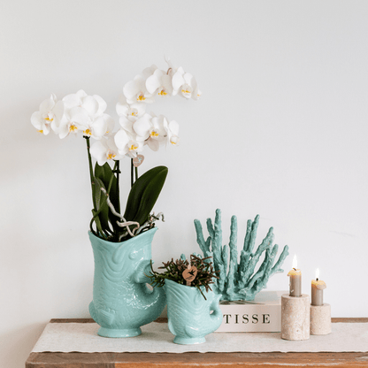 Phalaenopsis Orchidee Amabilis Weiß Ø9cm & Sukkulente Crassula Hobbit Ø6cm - Zimmerpflanze - Pflanzset + türkisfarbener Keramik-Ziertöpfe