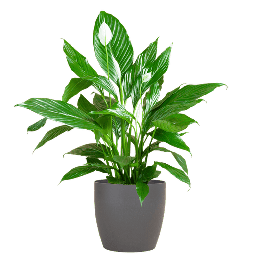 Spathiphyllum Sweet Lauretta – Scheidenblatt – Zimmerpflanze + Topf Viber Grau – ↕80cm – Ø21cm – Friedenslilie mit eleganten weißen Blüten – Pflegeleicht & dekorativ für Innenräume 