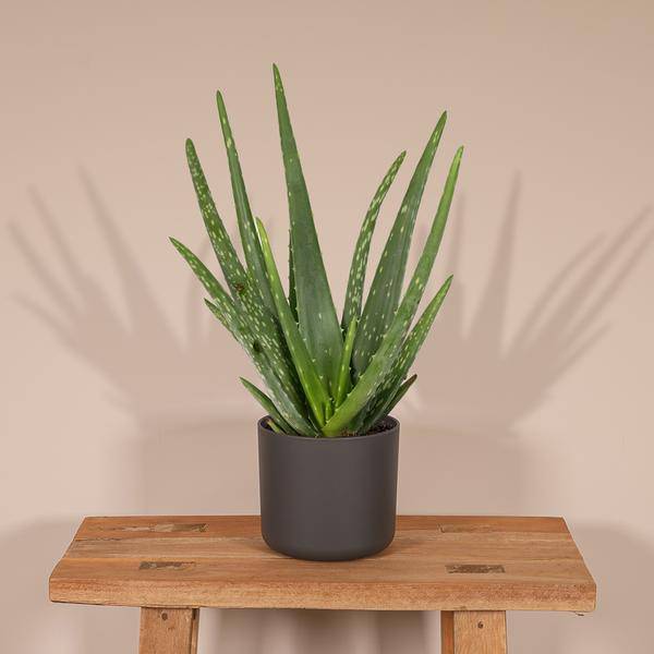 Aloe vera – Echte Aloe – Ø12cm x H40cm – Pflegeleichte Zimmerpflanze & Sukkulente – Sonnentolerant & wasserspeichernd – Im Kunststofftopf – Direkt aus der Gärtnerei 
