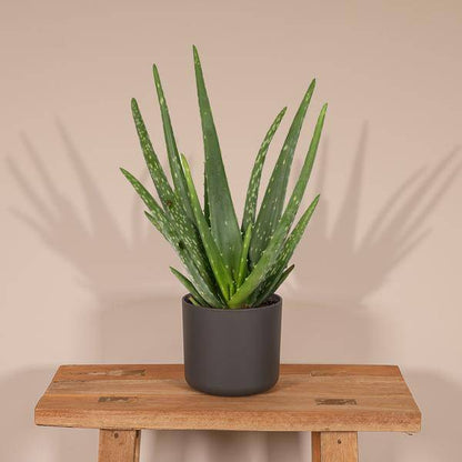 Aloe vera – Echte Aloe – Ø12cm x H40cm – Pflegeleichte Zimmerpflanze & Sukkulente – Sonnentolerant & wasserspeichernd – Im Kunststofftopf – Direkt aus der Gärtnerei 